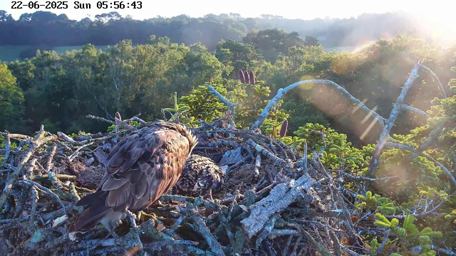A bird of prey, possibly an eagle, is perched on a large nest made of sticks and twigs on top of a tree. The nest is situated high above a dense, green forested landscape. The sun is shining brightly from the right side, casting light and lens flares across the scene. The timestamp at the top left indicates it is early morning.