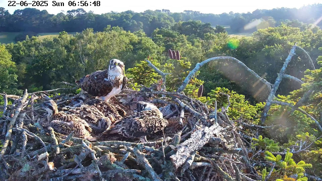 A mother osprey stands on a large nest made of sticks, surrounded by four hatchlings. The nest is high in the trees, with a lush green forest in the background and sunlight streaming from the right side, creating lens flare. The scene is captured in the early morning, as indicated by the timestamp at the top.