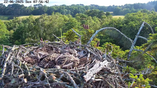 A bird's nest made of twigs and branches is situated high in a tree, with a young bird, possibly a hawk or other raptor, resting inside the nest. The surrounding landscape features dense green foliage and trees, with rolling hills in the background under a partly cloudy sky. The timestamp at the top of the image indicates it was taken on June 22, 2025, at 7:56 in the morning.
