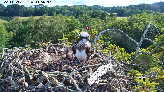 An adult osprey stands on a nest made of sticks, with two young hatchlings resting beside it. The nest is high among lush green trees with a backdrop of rolling hills and dense forest under a clear blue sky. The image shows the nest in bright daylight, and the date and time are displayed at the top.
