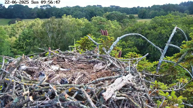 A nest made of twigs and branches is situated high in a tree, with several young owls, or chicks, nestled inside. The chicks have speckled feathers and large, alert eyes. The background features lush green foliage and a distant horizon with rolling hills and trees under a clear sky. The timestamp shows the date as June 22, 2025, at 9:56 in the morning.