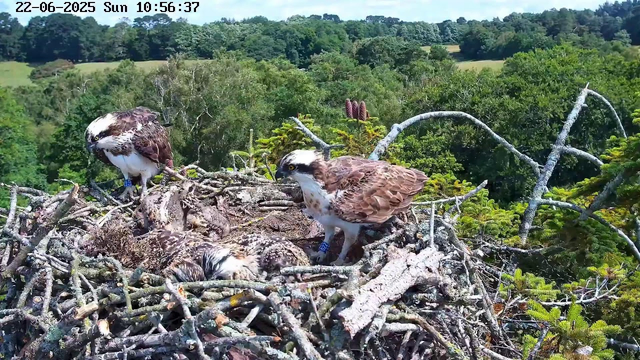 A bird of prey, likely an osprey, is perched on a large nest made of sticks and branches high above a lush, green forest. Two other ospreys are visible on the nest, one standing and the other lying down, possibly caring for a chick. The background shows dense trees and distant rolling hills under a partly cloudy sky. The image is timestamped at 10:56 AM on June 22, 2025.