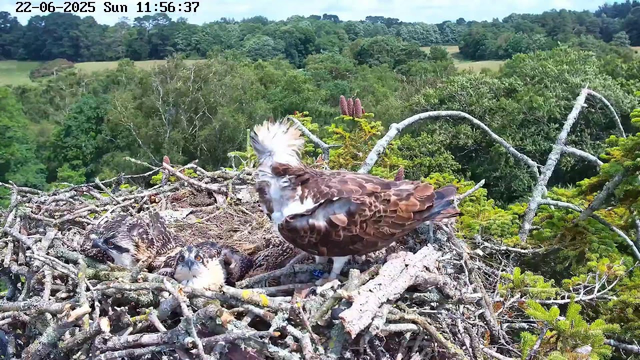 A bird of prey, likely a hawk or an eagle, is perched on the edge of a nest made of branches and twigs. Inside the nest, there are three young chicks with striped down feathers and wide, curious eyes. The background features lush green trees and rolling fields under a clear sky. The image timestamp shows the date as June 22, 2025, and the time as 11:56:37 on a Sunday.