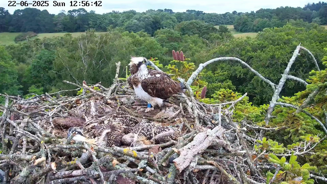A large bird of prey, likely an osprey, is perched on a nest made of sticks and twigs high in a tree. The nest contains three young birds, possibly chicks, lying close together. The adult osprey is standing alert, looking to the left, with a white head, dark eye stripe, and brown and white feathers. The background shows lush green trees and a distant forested landscape under a cloudy sky. The image has a timestamp in the top left corner indicating it was taken on June 22, 2025, at 12:56:42 on a Sunday.