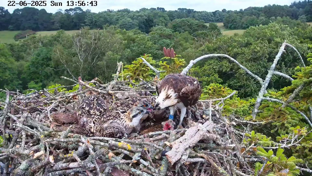 A pair of osprey birds are perched in a large nest made of twigs and branches, built high in a tree surrounded by lush green foliage. One osprey appears to be feeding a chick, with the chick looking up at the adult, which has a band on its leg. The scene is set in a forested landscape under a clear sky. The timestamp in the upper left corner reads 22-06-2025, Sun 13:56:43.