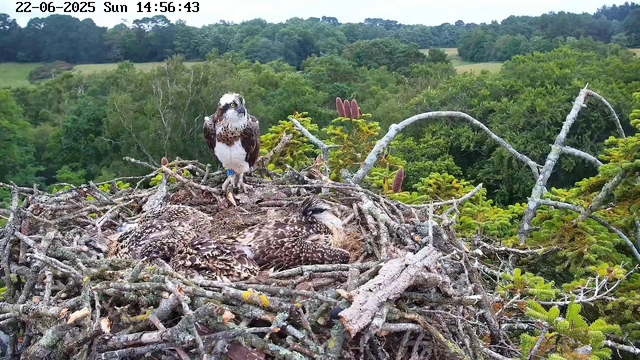 An osprey stands on the edge of a large nest made of sticks, with her three chicks resting inside. The nest is situated high in a tree surrounded by lush green foliage. In the background, rolling hills and a forested landscape stretch into the distance under a cloudy sky. The timestamp on the image reads "22-06-2025 Sun 14:56:43."