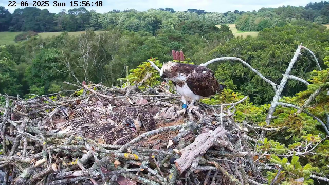 An adult osprey stands on a branch near its nest, which contains several chicks. The chicks are lying close together among the twigs. The adult osprey appears to be looking at the chicks, and the nest is surrounded by dense green foliage with a distant hilly landscape in the background. The image has a timestamp of June 22, 2025, at 15:56:48.