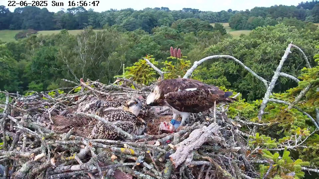 A bird of prey, likely an osprey, is feeding its chicks in a large nest made of branches on a tall tree. The adult osprey is holding a fish in its talons and appears to be feeding it to the three fuzzy, speckled chicks lying in the nest. The background features a lush green landscape of trees and rolling hills under a clear sky. The timestamp on the image reads "22-06-2025 Sun 16:56:47."