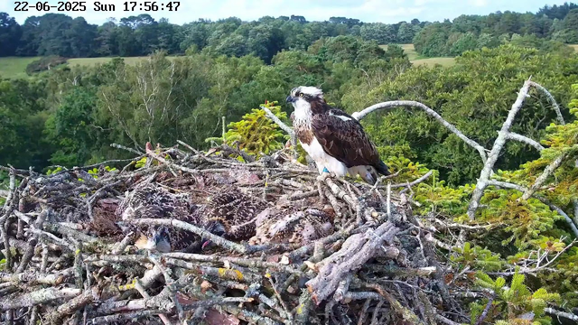 An adult osprey stands on the edge of a large nest made of sticks, overlooking a dense green forest. Inside the nest, several hatchlings are visible, partially covered by sticks and moss. The background shows a lush landscape with trees and rolling hills under a partly cloudy sky. The image has a timestamp at the top indicating it was taken on June 22, 2025, at 5:56 PM.