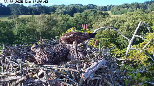 A bird's nest perched high in the trees, containing several young birds with brown and white speckled feathers. An adult bird, with dark brown feathers and white markings, is tending to the chicks. The background shows a lush, green forested landscape under a clear blue sky. The top left corner displays a timestamp reading "22-06-2025 Sun 18:56:43."