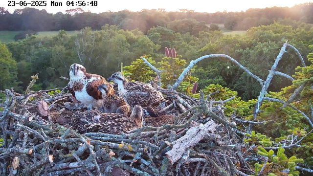 A nest with raptors, including a perched adult and several chicks, is situated high in a tree, surrounded by green branches and foliage. The scene is illuminated by soft, warm sunlight, with a distant forest visible in the background at sunrise or sunset. The timestamp on the image reads "23-06-2025 Mon 04:56:48."