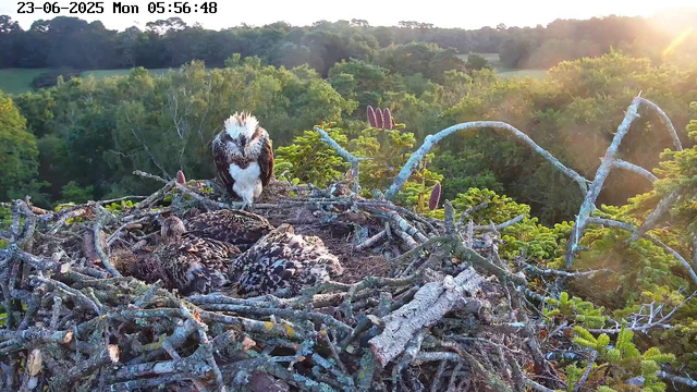 A bird's nest built in the branches of tall trees, with two young birds lying inside and an adult bird perched on the edge of the nest, gazing downward. The scene is illuminated by sunlight, with a background of lush green forest and the sun shining from the upper right corner. The timestamp at the top indicates the date and time as June 23, 2025, at 5:56 AM.
