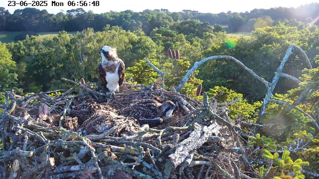 A large bird of prey, likely an osprey, stands on a nest made of sticks and twigs. Inside the nest, two young osprey chicks are resting, with one chick lying down and the other sitting upright. The nest is situated high in a tree, surrounded by lush green foliage and distant treetops. The scene is bathed in sunlight, with a bright sky and a lens flare visible in the top right corner. The image has a timestamp showing June 23, 2025, at 6:56 AM.