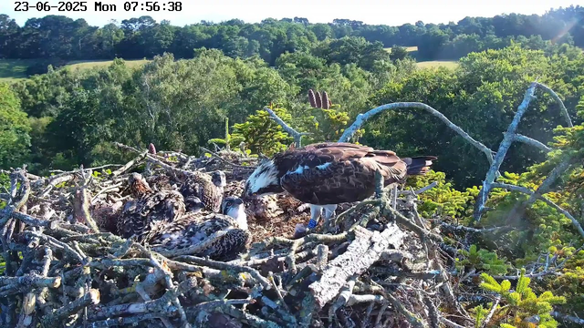 A large eagle stands on a nest made of sticks and branches at the top of a tree, surrounded by green foliage. Several young eaglets are lying in the nest, covered in fluffy feathers, while the adult eagle appears to be tending to them. In the background, there are lush green trees and a landscape of rolling hills under a clear sky. The timestamp indicates the date as June 23, 2025, and the time as 7:56 AM.