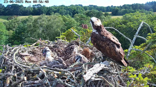 A large adult bird, likely a juvenile eagle, is perched on the edge of a nest made of sticks and branches. Inside the nest, there are four smaller, fluffy chicks with striped and speckled feathers, some with their beaks open. The background features lush green trees and a bright, sunny sky. The image is timestamped June 23, 2025, at 8:56 AM.