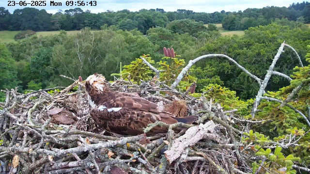 An osprey sits on its nest made of sticks and twigs high in a tree, surrounded by lush green foliage. The nest contains a young osprey, which is partly obscured by the adult bird. In the background, there are dense trees and rolling hills under a cloudy sky. The image is timestamped June 23, 2025, at 9:56 AM.