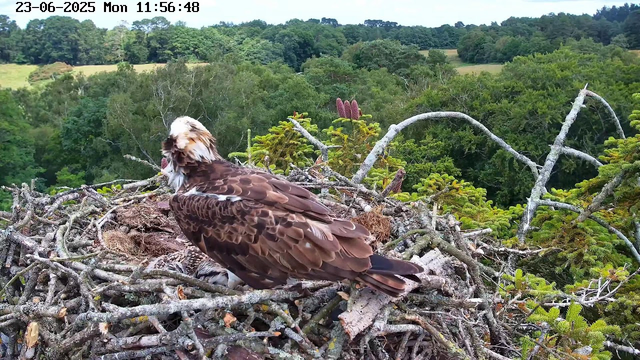 A close-up view of a bird of prey sitting on a large nest made of sticks. The bird has brown and white feathers, with a distinctive white patch on its head. The nest is situated high in a tree, surrounded by lush green foliage, with a background of dense woodland and rolling hills under a clear sky. The image has a timestamp at the top left corner indicating the date and time.