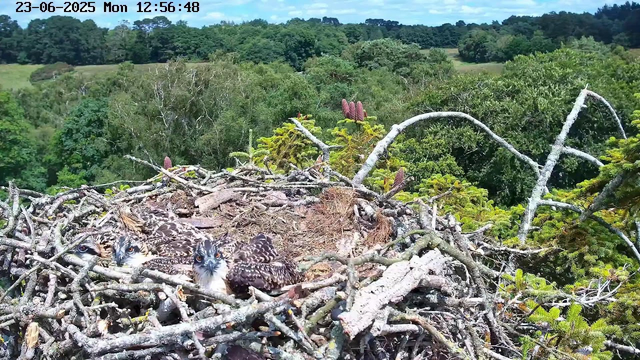 A nest made of twigs and branches in a tree, with three owl chicks sitting inside. The chicks have brown and white speckled feathers and are peeking out, with one looking directly at the camera. The background shows a lush, green forest with rolling hills and dense foliage. The sky is partly cloudy with some blue visible. The timestamp on the image reads "23-06-2025 Mon 12:56:48."