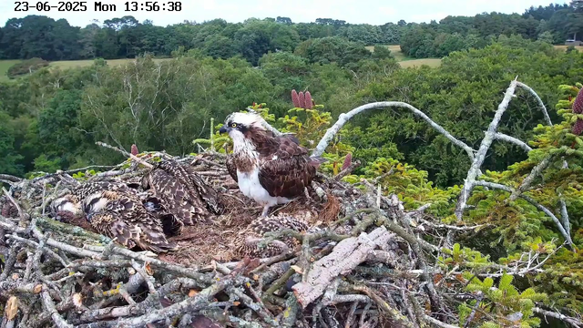 A large bird of prey, likely an osprey, is perched on the edge of its nest made of twigs and branches. The nest contains three young osprey chicks lying close together with their eyes closed, covered in brown and white feathers. The adult osprey is standing near the chicks, facing to the right, with its head turned slightly toward the camera, showing distinctive white head and dark eye stripe. In the background, there is lush green foliage and trees with a clear sky above. The timestamp at the top indicates the date as June 23, 2025, and the time as 13:56:38.
