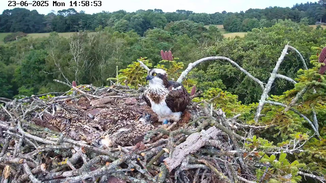 A mother osprey stands in the nest with several young hatchlings, surrounded by intertwined branches and green foliage. The mother has dark brown and white feathers, with bright yellow eyes, and a blue identification band on her leg. The hatchlings are covered in speckled brown and white downy feathers and are lying close together on the nest platform. In the background, there are lush green trees and a distant landscape under a partly cloudy sky. The timestamp on the image reads "23-06-2025 Mon 14:58:53".