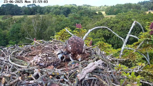 A pair of young birds, possibly hawks or falcons, are resting in a large nest made of twigs and branches. They are surrounded by lush green trees and a distant landscape of rolling fields and dense forest. One bird appears to be preening or looking down, while the other is facing downward with its head lowered. The scene is captured from a webcam, with the date and time displayed at the top left corner.