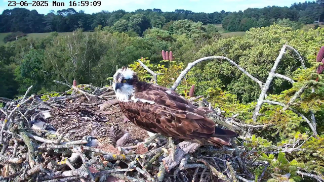 An adult osprey with brown and white feathers, yellow eyes, and a sharp beak is perched on the edge of a large nest made of twigs and sticks. Inside the nest, there are two younger osprey chicks, one of which is partially visible and appears to be sleeping. The nest is situated high in a tree, surrounded by lush green foliage and distant rolling hills under a clear sky. The timestamp at the top indicates the date as June 23, 2025, Monday, at 4:59:09 PM.