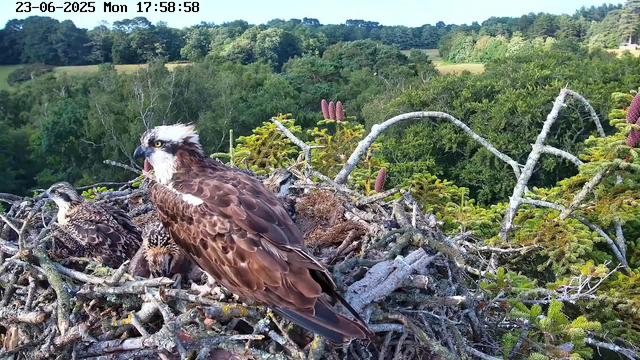 An osprey family is sitting in a large nest made of sticks and branches atop a tall tree. The adult osprey, with brown and white feathers and yellow eyes, is looking to the side. Two young osprey chicks with speckled brown and white feathers are nestled nearby. The background features lush green trees and a clear sky, with rolling hills and dense foliage visible in the distance. The image includes a timestamp at the top left corner: "23-06-2025 Mon 17:58:58".