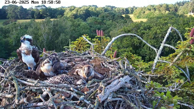 A nest made of sticks and branches is perched high in a tree, surrounded by green foliage and distant rolling hills. Four young hawks or falcons are sitting inside the nest—one standing upright with striking yellow eyes and white and black plumage, and the other three lying down or resting, with brown, white, and striped feathers. The background features a lush, dense forest and a clear sky, with sunlight illuminating the scene. The image appears to be a live webcam stream taken on June 23, 2025, at 6:58 PM.