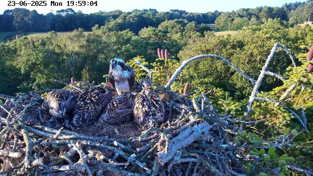 A nest with four young birds, likely hawks or similar raptors, is perched high in a tree. One of the birds is standing upright and looking directly at the camera, while the others are resting with their heads bowed or turned away. The nest is made of twigs and branches, surrounded by lush green foliage and pinkish-red pine cone-like structures on nearby branches. The background shows a scenic view of trees and rolling hills under a clear sky. The timestamp indicates it is early evening on June 23, 2025.