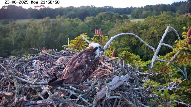 A bird of prey, likely an osprey, is perched on a large nest made of sticks and twigs, situated high in a tree. The bird has brown and white feathers, a white head with a distinctive dark eye stripe, and appears to be resting or grooming itself. In the background, there is a lush green forest with dense foliage, and the sky is partly visible with a hint of fading daylight. The timestamp at the top indicates the date as June 23, 2025, and the time as 21:58:58.