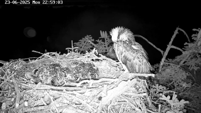 A bird of prey with a crest on its head sits on the edge of a nest, which is filled with several young birds covered in down feathers. The nest is constructed of twigs and branches, and is situated among foliage. The image appears to be captured at night, with the scene illuminated in black and white.