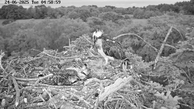 A black and white image shows an adult bird, likely a raptor, standing on the edge of a large nest made of twigs and branches. Two juvenile birds are lying in the nest, appearing to rest or sleep. The background features a forest with dense trees and foliage under an overcast sky. The timestamp in the top left corner indicates the date as June 24, 2025, at 4:58 AM.