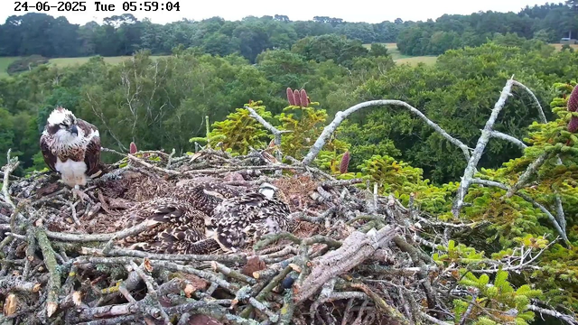 A bird of prey, likely an osprey, perched on the edge of its nest made of sticks, with several young chicks nestled inside. The nest is situated high in a tree surrounded by lush green foliage, with a distant landscape of trees and open fields in the background. The timestamp reads "24-06-2025 Tue 05:59:04."