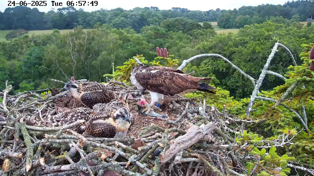 An adult bird of prey, likely an osprey, stands on a nest made of sticks and twigs, with four young hatchlings nestled beside it. The adult bird is looking to the right, with a white head and dark eye stripe, and has a band on one leg. The hatchlings are covered in speckled brown and white down feathers, resting within the nest. In the background, lush green trees and rolling hills are visible under a bright sky. The timestamp at the top indicates the date is June 24, 2025, and the time is 6:57 AM.