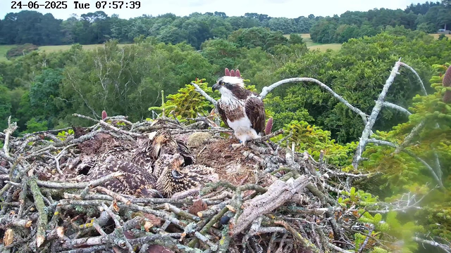 A bird of prey, likely an osprey, is perched on the edge of its nest made of sticks, with several young chicks resting inside. The nest is high in a tree, surrounded by lush green foliage and a distant landscape of trees and hills. The scene is captured by a webcam, with a timestamp of June 24, 2025, at 7:57 AM.