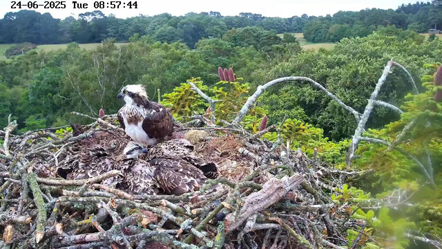 An adult osprey is sitting in its nest made of branches, with two younger ospreys resting and appearing to sleep. The nest is situated high above a lush green forest with various trees and foliage in the background. The image is timestamped June 24, 2025, at 8:57 AM.