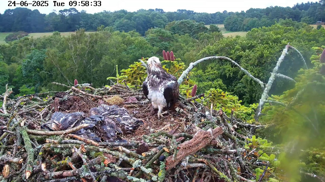 A black-and-white bird, likely a young or juvenile bird of prey, stands on a large nest made of sticks and twigs. Inside the nest, there are several downy, recently fledged birds with wet, matted feathers. The nest is situated high in a tree, surrounded by lush green foliage and a distant view of a forested landscape under a bright sky. The timestamp on the image reads "24-06-2025 Tue 09:58:33."