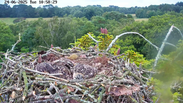 A large bird's nest made of twigs and branches is situated high in a tree canopy. Inside the nest, several young birds, likely raptors, are resting or huddling together. The background shows lush green trees and rolling hills under a lightly cloudy sky. The timestamp on the image reads "24-06-2025 Tue 10:58:29."