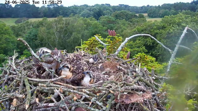 A bird's nest made of twigs and branches is situated high in a tree, surrounded by lush green foliage and distant hills. Inside the nest, five falcon chicks are seen, some with soft down and others with more developed feathers. Four adult falcons are perched on the nest or nearby, one on the left side with white and brown plumage, and others partially visible. The background features dense forest with various shades of green. The top of the image displays a timestamp indicating the date as June 24, 2025, and the time as 11:58:29 AM.