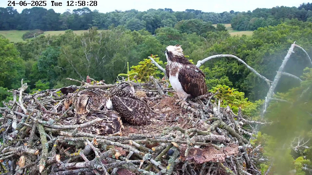 An adult osprey stands on the edge of a large nest made of sticks, with three young osprey chicks lying in the nest. The adult has a white head with a dark eye stripe, brown upperparts, and white underparts. The chicks are covered in brown and white feathers. The background shows a lush green forest with trees and rolling hills beneath an overcast sky. The image is timestamped June 24, 2025, at 12:58:28.