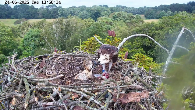 A close-up view of an osprey nest high in a tree, with two adult ospreys caring for their chick. One adult osprey is feeding the chick with a fish, while the other stands nearby. The nest is made of sticks and surrounded by lush green foliage, with a backdrop of trees and rolling hills under a partly cloudy sky. The timestamp in the top left corner indicates the date and time as June 24, 2025, at 1:58 PM.