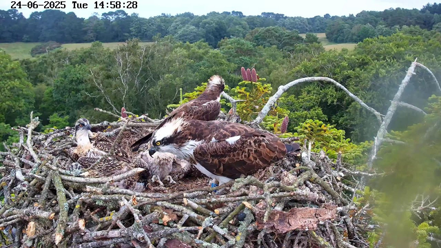 A nest with four mature ospreys sits atop a tall tree in a lush, green forest. One osprey is standing on the nest, another is sitting nearby, and two are perched on the edge of the nest, with one looking outward and the other looking down. The background shows dense foliage and distant treetops under a slightly cloudy sky. The timestamp at the top indicates the date as June 24, 2025, and the time as 2:58 PM.