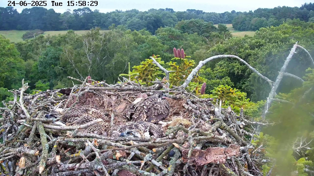 A bird's nest made of twigs and branches is perched high in a tree, with four baby raptors (birds of prey) resting inside. The nest is surrounded by green foliage and is set against a backdrop of a lush, forested landscape with rolling hills. The scene is captured during daytime, with overcast skies. The top left corner shows a timestamp with the date "24-06-2025" and the time "15:58:29".