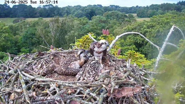 A bird of prey, likely an osprey, is sitting in its large nest made of twigs and branches atop a tree. The osprey is observing its surroundings with a sharp gaze. Several other smaller birds are nestled beside it, resting on the nest. The background features a lush, green forested landscape with rolling hills and dense trees under a bright, clear sky. The image is timestamped at the top left corner as June 24, 2025, at 16:57:14.