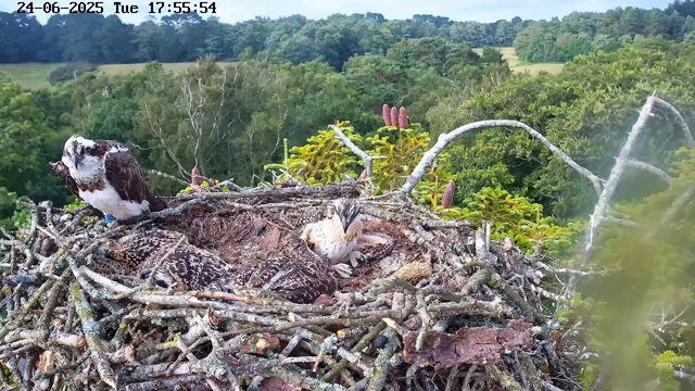 A nest built on a tree branch contains two adult birds and several chicks. One adult bird is sitting on the left side of the nest, facing downward, with a white face and dark markings. The other adult bird is lying inside the nest, slightly to the right, with a similar pattern. The chicks are nestled close together in the center of the nest, covered in down feathers. The background shows lush green treetops and a distant landscape under a clear sky. The image is timestamped "24-06-2025 Tue 17:55:54" at the top.