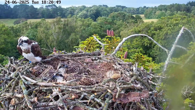 A bird's nest made of twigs with an adult bird perched on the edge and three fledglings inside. The nest is situated high in a tree among green foliage, with a lush, forested landscape and rolling hills in the background. The image is timestamped "24-06-2025 Tue 18:20:49" in the top left corner.