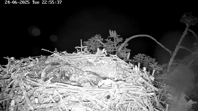 A bird is resting in a large nest made of sticks, situated in a tree at night. The image is in black and white, and the date and time are displayed in the top left corner.