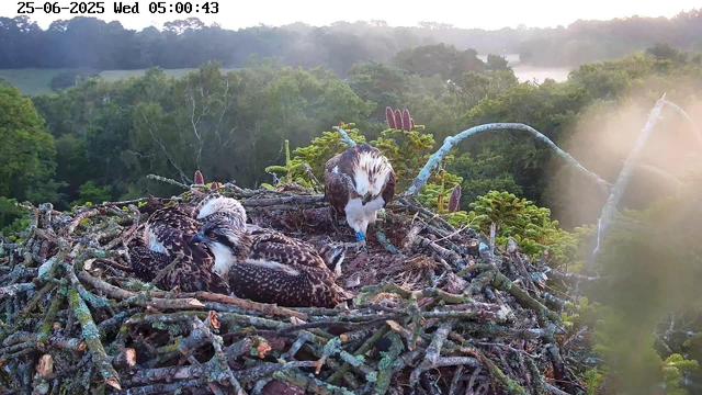 Two young ospreys are sitting in a large nest made of sticks and branches, surrounded by lush green trees. One osprey is lying down, with black and white feathers and a sharp beak, looking alert. The other osprey is standing, with a similar appearance, and appears to be tending to the nest. The background features a dense forest with tall trees, some with pinkish buds, and a misty, hazy sky at sunrise or early morning. The image has a timestamp indicating it was taken early in the morning.