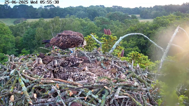 An adult bird of prey, likely a hawk or eagle, stands on a large nest made of sticks and branches. The nest contains several young chicks with downy feathers. The background shows a lush, green forest with various trees and dense foliage, and the sky appears to be clear with sunlight shining on the scene. The top of the image displays a timestamp: "25-06-2025 Wed 05:55:38."