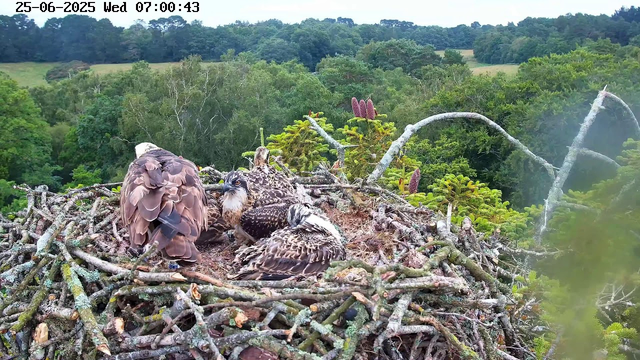 A large bird of prey, likely an eagle, is sitting in a nest made of twigs and branches on top of a tall tree. The eagle has brown and white feathers with a sharp beak and looks alert. Another bird, possibly a juvenile, is lying in the nest nearby, with similar brown and white plumage. The background features a lush, green forest with dense trees and rolling hills under a partly cloudy sky. The image includes a timestamp showing the date as June 25, 2025, and the time as 07:00:43.